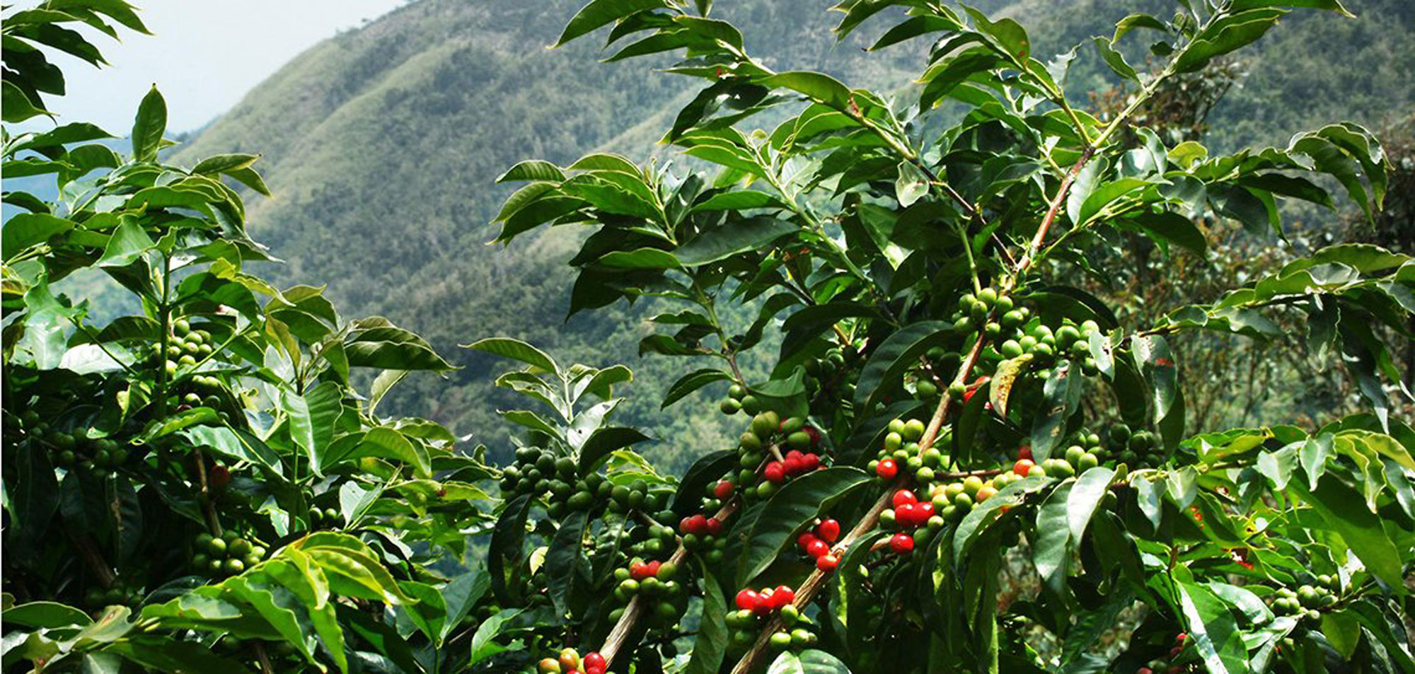 Coffee trees growing on the farm